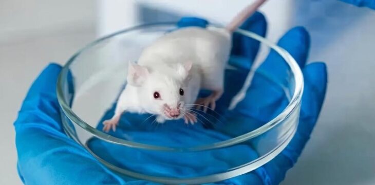 Chinese wetenschappers verbeteren stemming van muizen via transplantatie van menselijke hersencellen