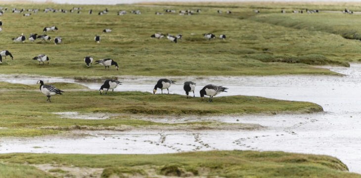 Voorjaarsactiviteit van wilde dieren vraagt om geïnformeerd gedrag